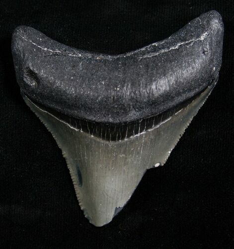 Bargain Megalodon Tooth - Florida #5446